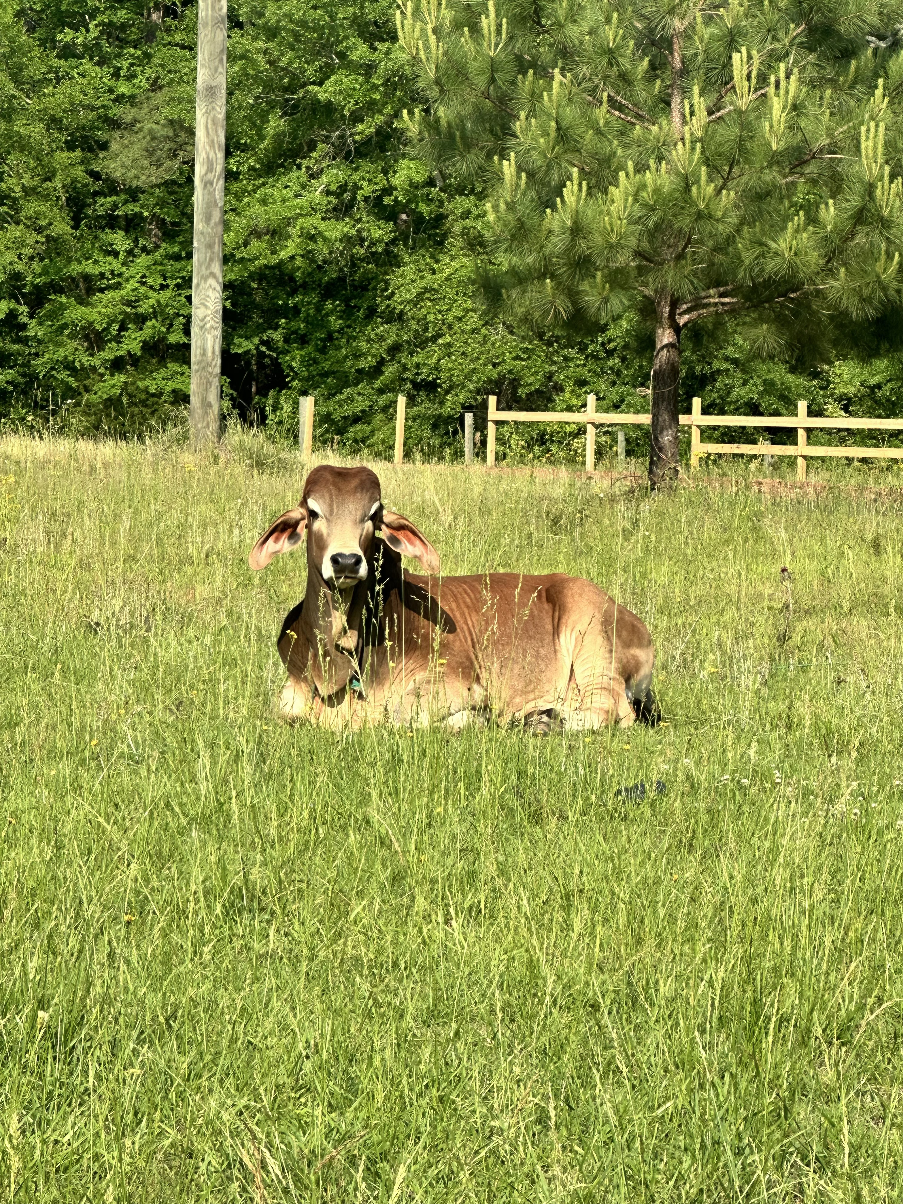 Canelo resting in a field