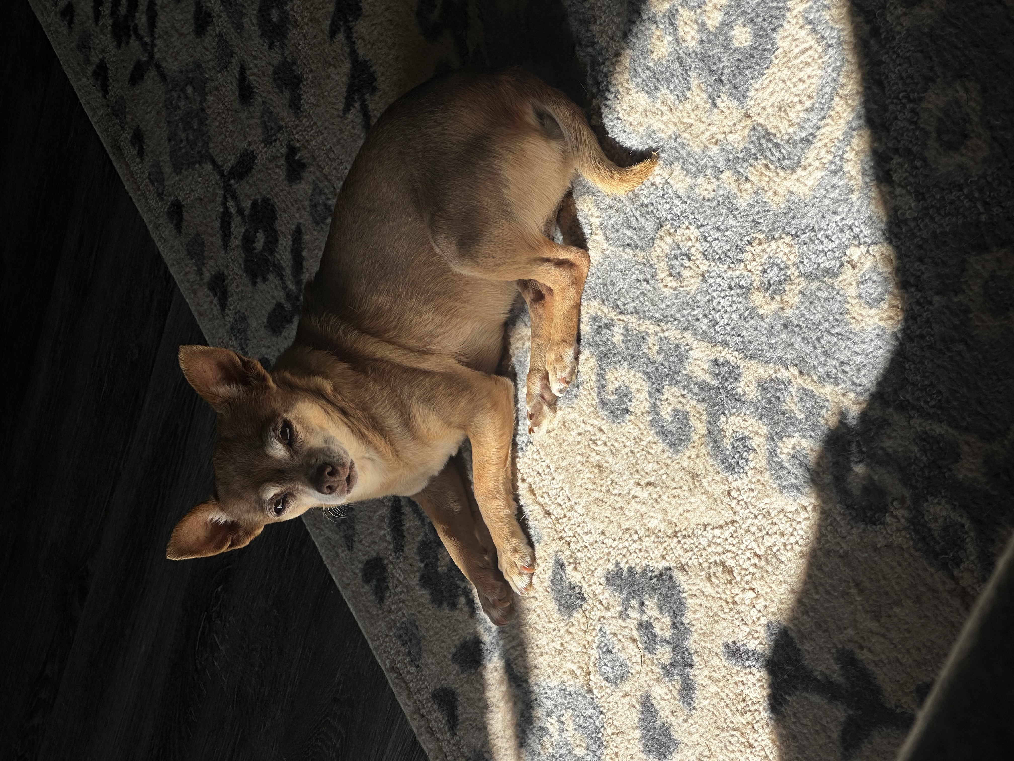 One of the family dogs resting in sunlight