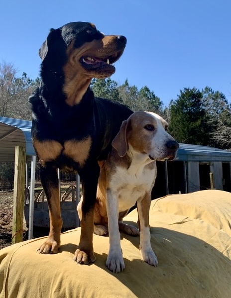 Two family dogs standing outdoors